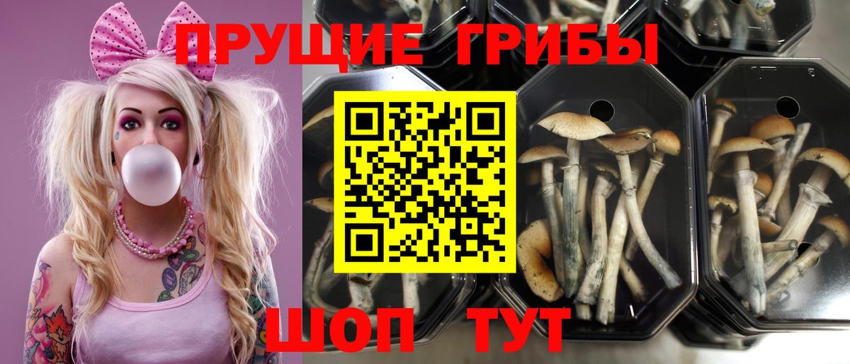 Псилоцибиновые грибы мицелий Тайшет